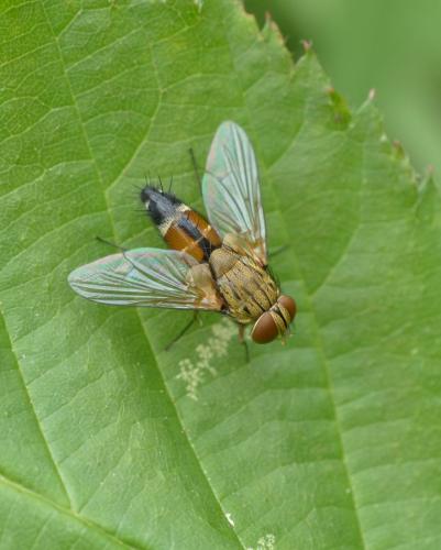 Réf. 208 151 : Halydaia aurea
